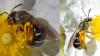 Lasioglossum sp.